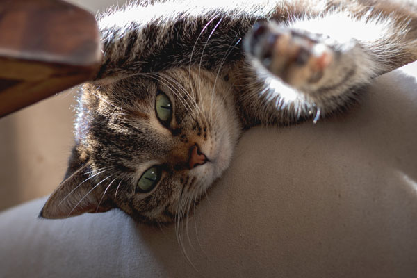 How to choose a cat-proof sofa - Calia Italia